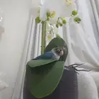 عصفور فلشر للبيع