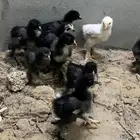 فروخ براهما