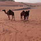 اثنين حشو