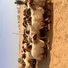 عنم نعيم