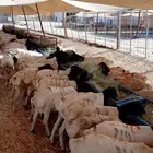 برابر مرابى شهرين ونصف ل ثلاث تفريد وجمله
