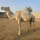 المزاحمية منطقة الرياض