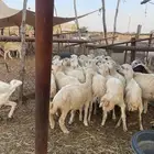 رخال رفيديات بلدي