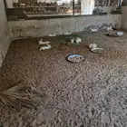 أرانب ذكور