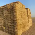 تبن حنطه تبن بر تبن قمح