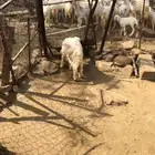 خروف حري