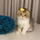 قطط سكوتش فولد للبيع