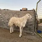 فحل احرش مشروط