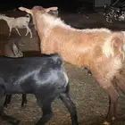 تيس توه مطلع سديس مشروط
