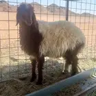 رخل نعيميه