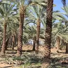 يوجود لدينا نخل   عربي ونخل وانشنطن. تواصل على ج