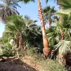 نخل واشنطن زينة امريكي