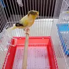 كناري سوري تغريد