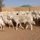 ضان حريات