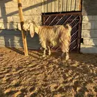 معزا تحتها 6