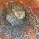 نحل بلدي عسال للبيع للتواصل