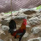 ديك عربي اصيل
