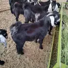 10 تيوس عوارض