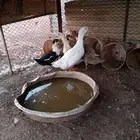 بط للبيع العدد 5