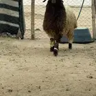 ذبيحه طيبه موجوده بالملحمة