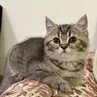 قطط للبيع