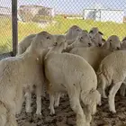 غنم حري نعيمي تيوس