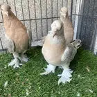 للبيع فردات اتراك