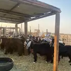 للبيع معزا عوارض وحريات بالفحل مضاريع ودفيع معها واحد