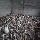 سمان فري للبيع