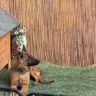 انثى جيرمن سيبل