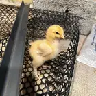 صوص براهما ( تم البيع )