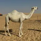 وضحا مقنوي طيبه
