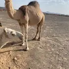 بكره رباع