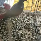 زغاليل زاجل