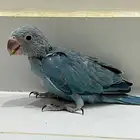 فرخ دره هولندي ازرق