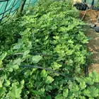 شتلات تين براون تركي