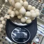 سبح عاج - ناب فيل سوبر جامبو فوق ربع الكيلو