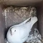 حمام زاجل