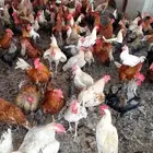 ديوك بلدي احجام تب