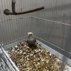 انثى روز منتجه