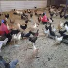 دجاج بلدي بياض