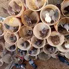 حمام منوع للبيع