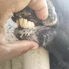 شاة هجين ام ساكنيه الاب نجدي تحتها رخل