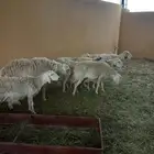 غنم حريه للبيع 9وعدد أربع ماعز