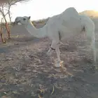 ناقة حمر لقحة كبيره بالعمر وهديه وفيه البن وبكرة وضحا رباع