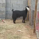 فحل شرط ومعزه