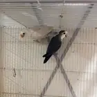 روز حجم حلو جوز واحد وامحللين ومنتجين ودرة بيع مجهول