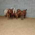 ( تم البيع ) معزا مقنوي مضاريع ودفيع