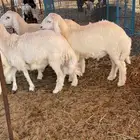 ذبايح التميز غنم حري في جده وفيه توصيل