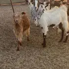 معزا وولد ودفيع مقربات